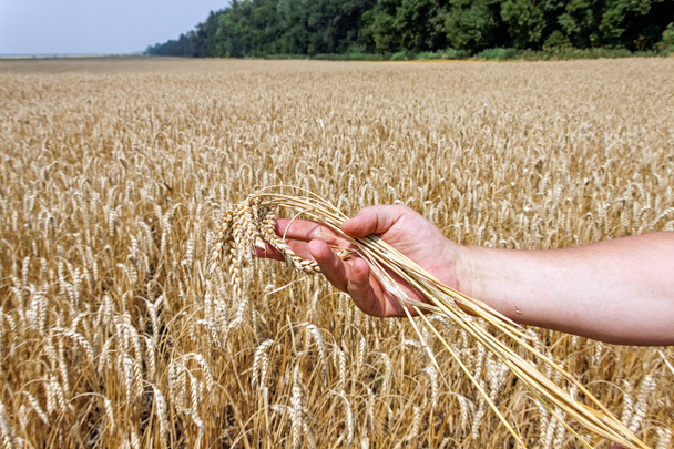 熟した小麦の穂を持っている手 - 写真・画像