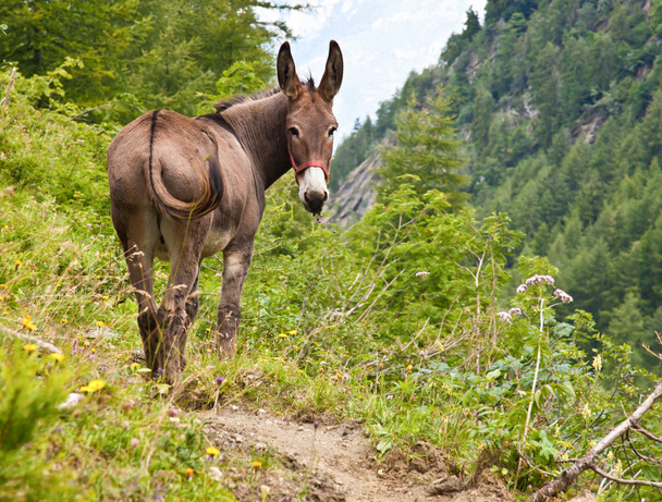 Esel auf den italienischen Alpen - Foto, Bild