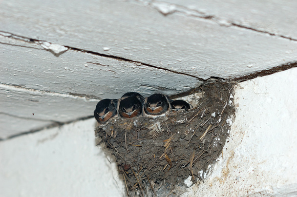 Schwalbenbaby im Nest - Foto, Bild