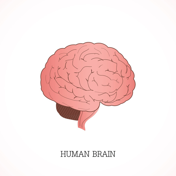 Struktur des menschlichen Gehirns Anatomie-System. - Vektor, Bild