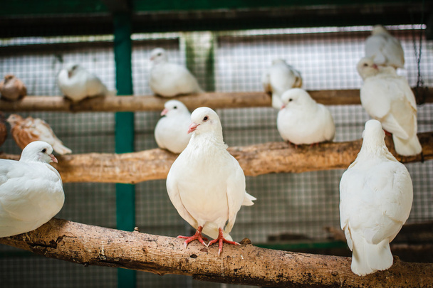 Pombos brancos em uma jaula
. - Foto, Imagem