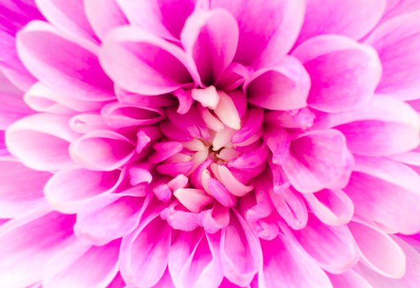 Pink chrysanthemum flower macro - Zdjęcie, obraz