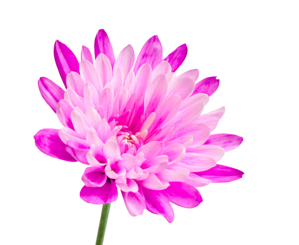 Flor de crisantemo rosa en palo verde
 - Foto, imagen