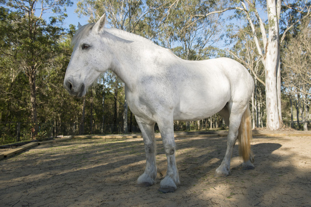 άλογο στη μάντρα - Φωτογραφία, εικόνα