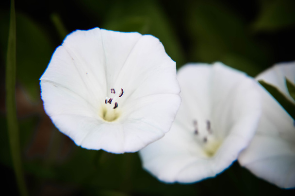 beautiful white convolvulus flowers in a garden - Photo, Image