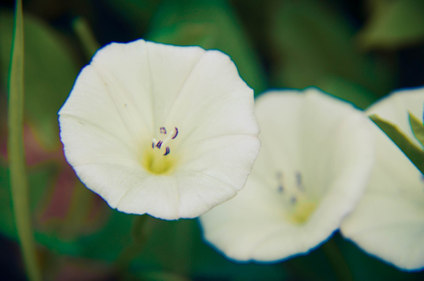 όμορφο λευκό convolvulus λουλούδια σε έναν κήπο - Φωτογραφία, εικόνα