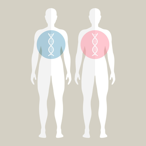 Vector Human DNA - Вектор,изображение
