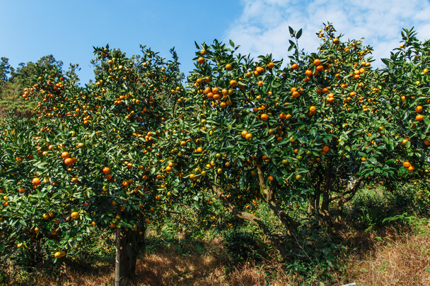 árboles con frutas mandarina al aire libre amarillo
 - Foto, Imagen