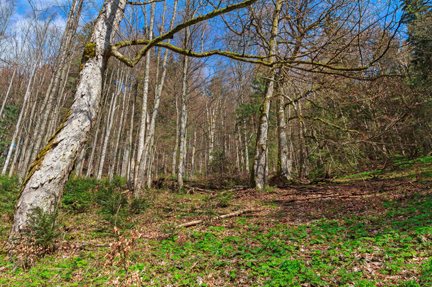 Dry trees and green grass in the forest. Nature - Valokuva, kuva