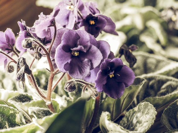 Vintage fané Fleurs de Saintpaulia Violette Africaine plante de maison
 - Photo, image