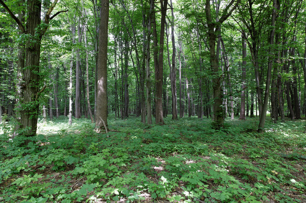 Fond de forêt verte par une journée ensoleillée
 - Photo, image