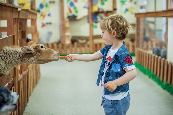 The boy is feeding sheep on the farm - Fotografie, Obrázek