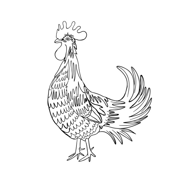 Image of a hand drawn rooster - Foto, afbeelding