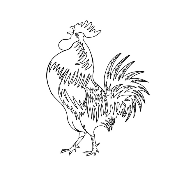 Image of a hand drawn rooster - Photo, image
