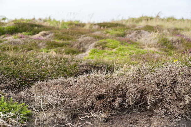 πολύχρωμο heath βλάστηση - Φωτογραφία, εικόνα