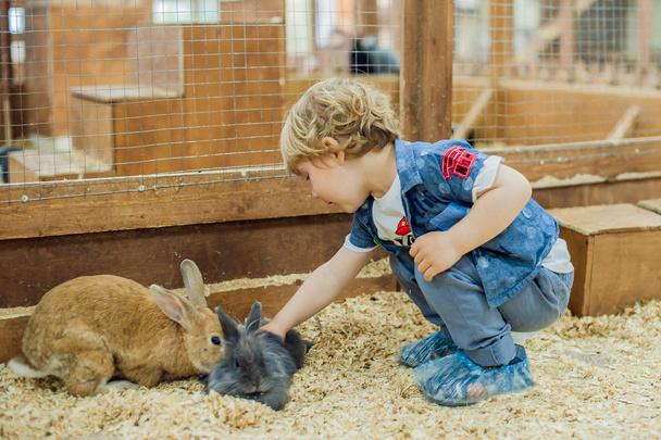 Boy play with the rabbits - Фото, изображение