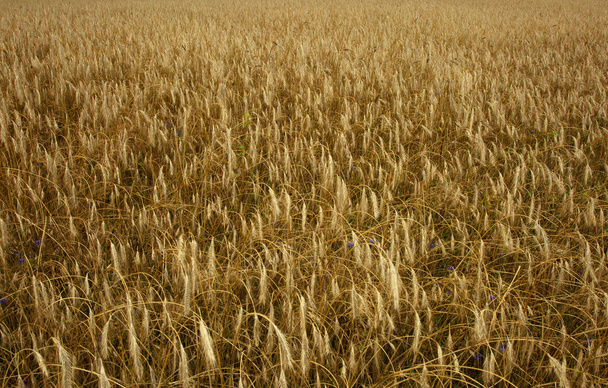 Fotografia de um campo de orelhas de aveia fecham no verão
 - Foto, Imagem