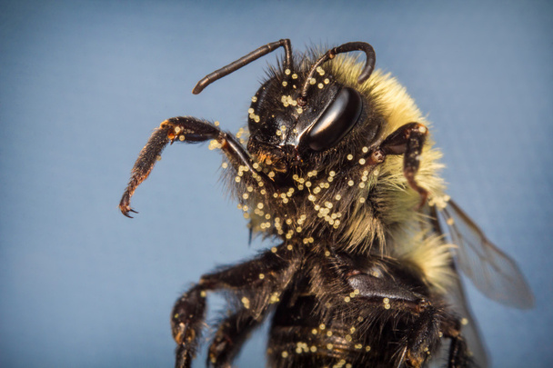 Common Eastern Bumblebee - Photo, Image