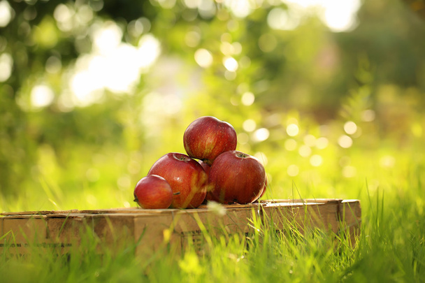 Manzanas en la caja de madera
 - Foto, imagen