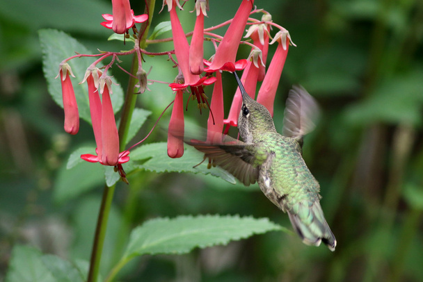 Annan kolibri Cape Fuchsian kanssa
 - Valokuva, kuva