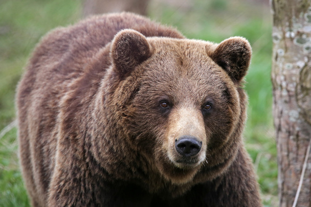 Brown bear on grass  - Photo, image