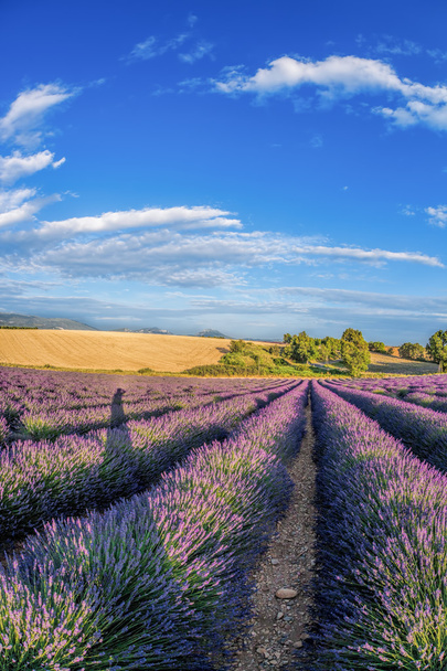 Lavendelfeld gegen blauen Himmel in der Provence, Frankreich - Foto, Bild