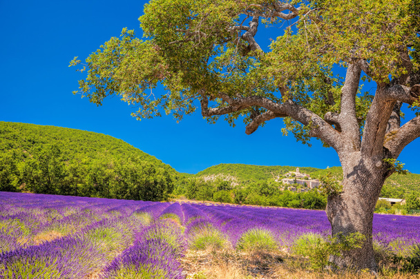 Simiane la Rotonde kylä laventeli alalla Provence, Ranska
 - Valokuva, kuva
