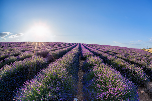 Lawenda pole przeciwko kolorowy zachód słońca w Provence, Francja - Zdjęcie, obraz