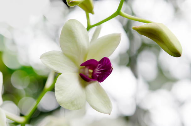 orchideje - Fotografie, Obrázek