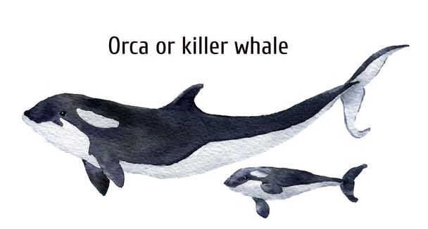 Акварельний кит. Вбивчий кит ізольований на білому тлі. Для дизайну, принтів, фону, футболки
 - Фото, зображення