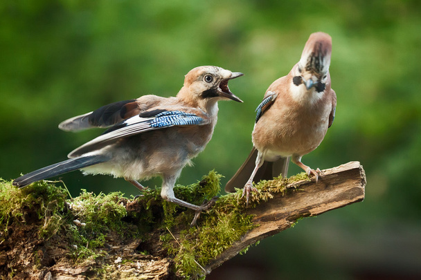 Jay bird demanding food form parent - Photo, Image