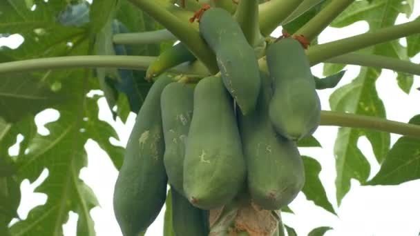 Papaija puu täynnä hedelmiä puutarhassa
 - Materiaali, video