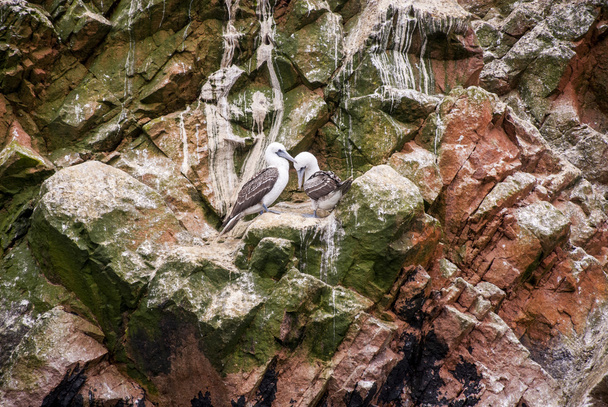Kolonie van aalscholvers - Ballestas eilanden natuurreservaat - Peru - Foto, afbeelding