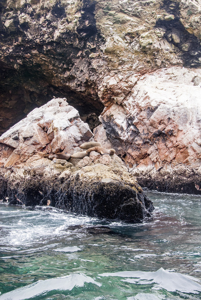 Αποικία της Νότιας Αμερικής Sea Lion - Ballestas νησί - Φωτογραφία, εικόνα