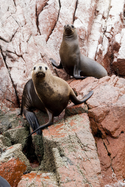 Kolonii Ameryki Południowej Sea Lion - wyspy Ballestas - Zdjęcie, obraz