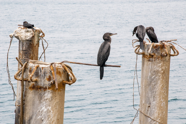 Cormorants in Cruise Port General San Martin Pisco - Peru - Photo, Image