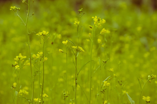 Flores amarillas sobre un fondo verde borroso
 - Foto, imagen