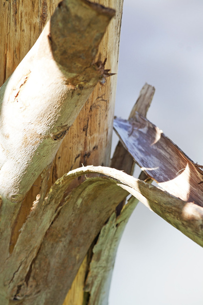 Сухая древесина
 - Фото, изображение