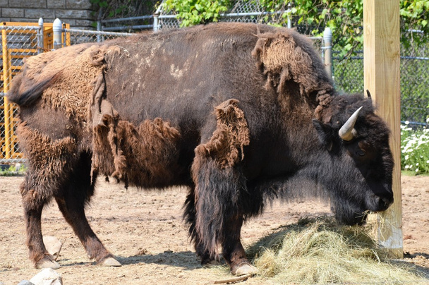 An Adult Bison - Zdjęcie, obraz