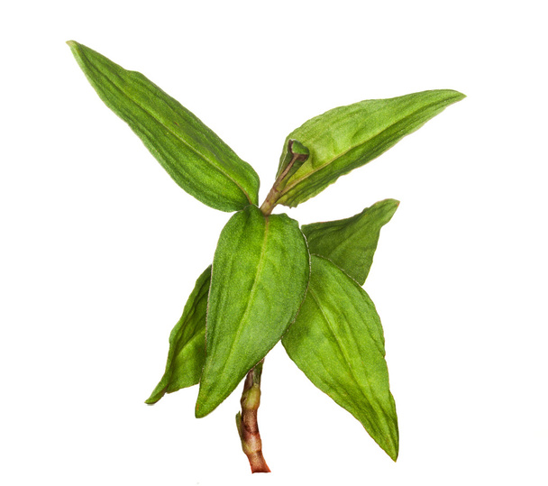 Macro Vietnamese Coriander herb plant - Photo, Image