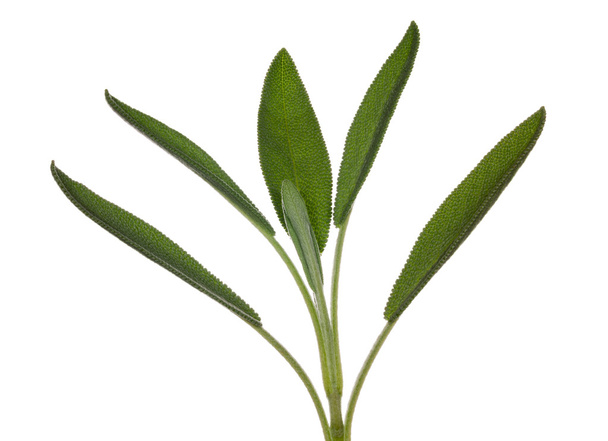 Salbeiblätter auf Kräuterpflanze im Makro - Foto, Bild