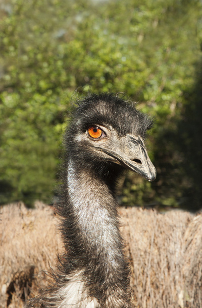 vad emu fej megtekintése - Fotó, kép