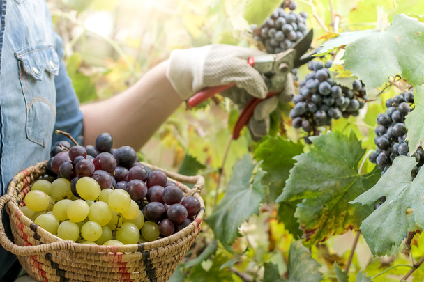 viticulteur cueillette des raisins
 - Photo, image
