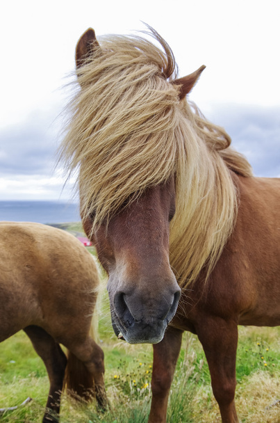 Izlandi ló hosszú sörény közelről. Izland - Fotó, kép