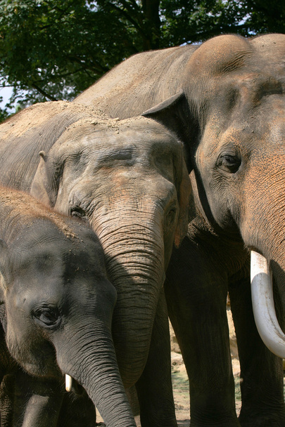 Elefánt (elephas maximus bika) - Fotó, kép