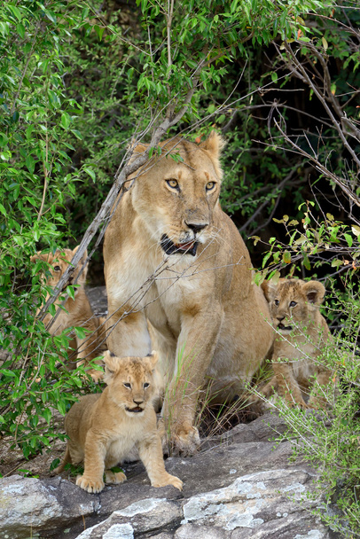 Female Lion with cub - Photo, Image