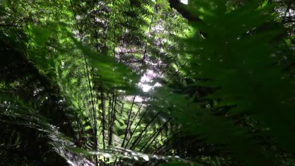 Nahaufnahme: Morgensonne scheint durch die üppige Vegetation des Farndschungels - Filmmaterial, Video