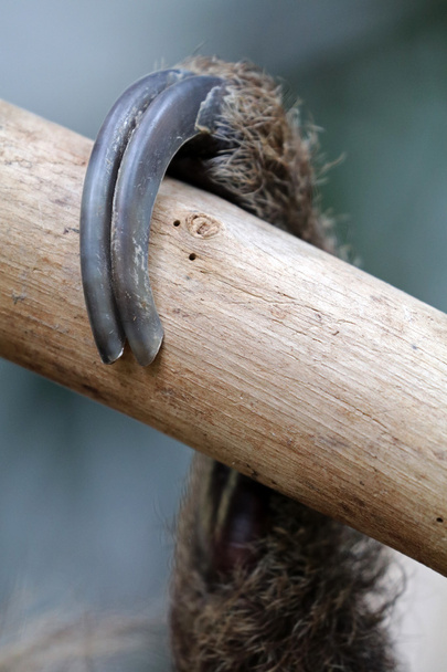 sloth claw on wooden branch  - Photo, Image