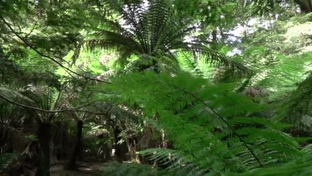 SLOW MOTION: Sole mattutino che splende attraverso una grande foresta di felci lussureggianti
 - Filmati, video