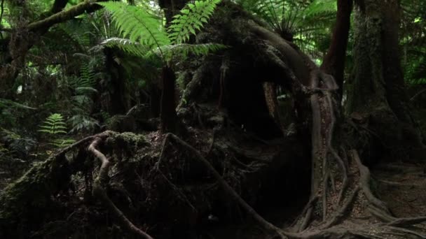 Zeitlupe: junger Farn wächst unter riesigen alten Bäumen mit überwucherten Wurzeln - Filmmaterial, Video